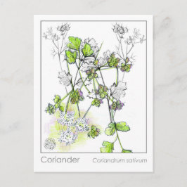 Coriander Medicinal Cooking Herb Pflanze Postkarte