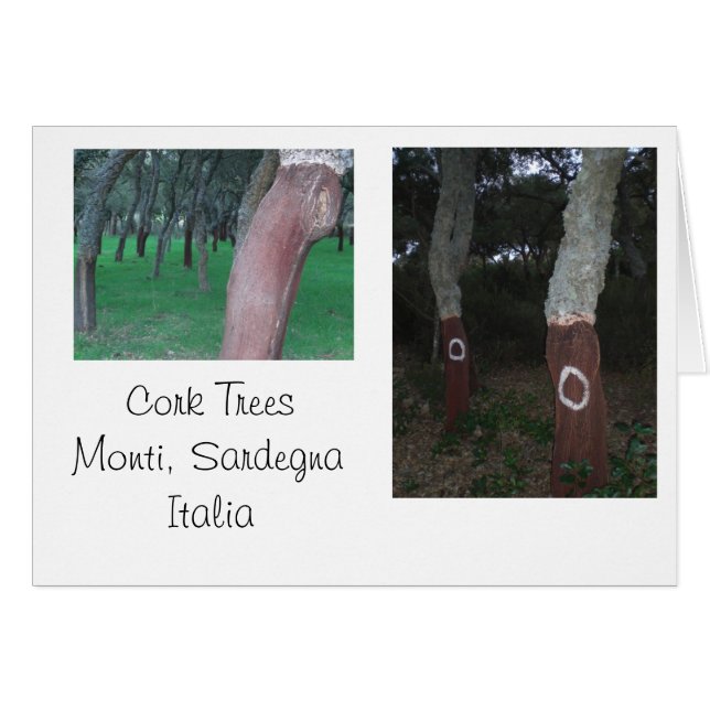 Cork Trees - Sardinien, Italien (Vorderseite (Horizontal))