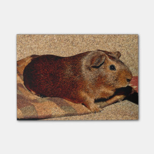 Corkboard Blick-Meerschweinchen Post-it Klebezettel