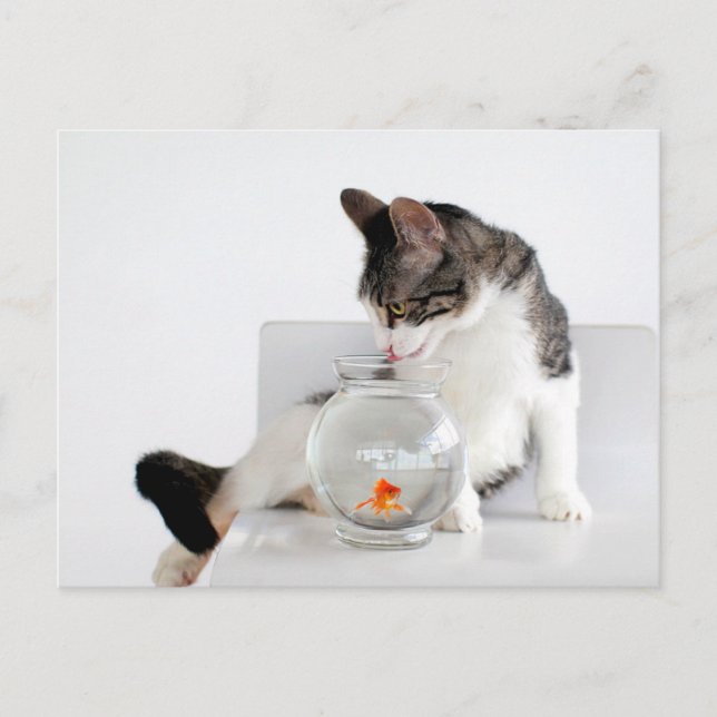 Corky the Cradle Cat Postkarten (Vorderseite)