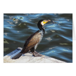 Cormorant à Cardiff Bay, Cardiff, Pays de Galles