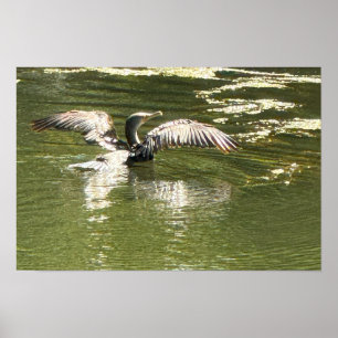 Cormorant Bird Trockning Wings Poster