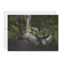 Cormorant Natur Foto Card
