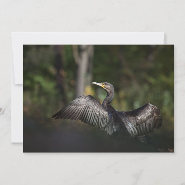 Cormorant Natur Foto Card (Vorderseite)