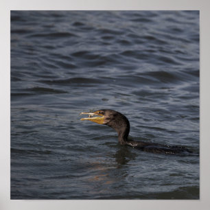 Cormorant-Plakat Poster
