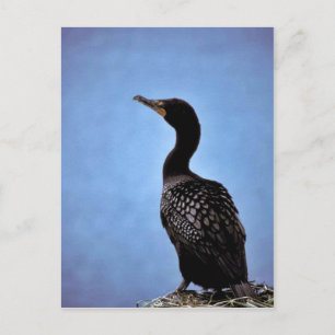 Cormorant Postkarte