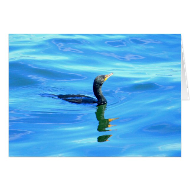 Cormorant swimming (Devant horizontal)