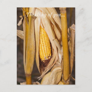 Corn Cobb auf Stalk Denken Sie an Sie Postkarte