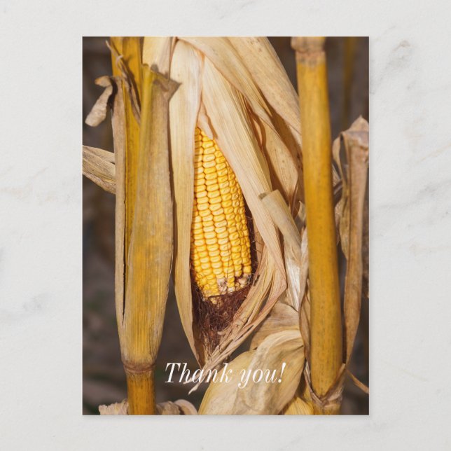 Corn Cobb on Stalk Danke, Postkarte (Vorderseite)