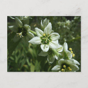 Corn Lily Postkarte