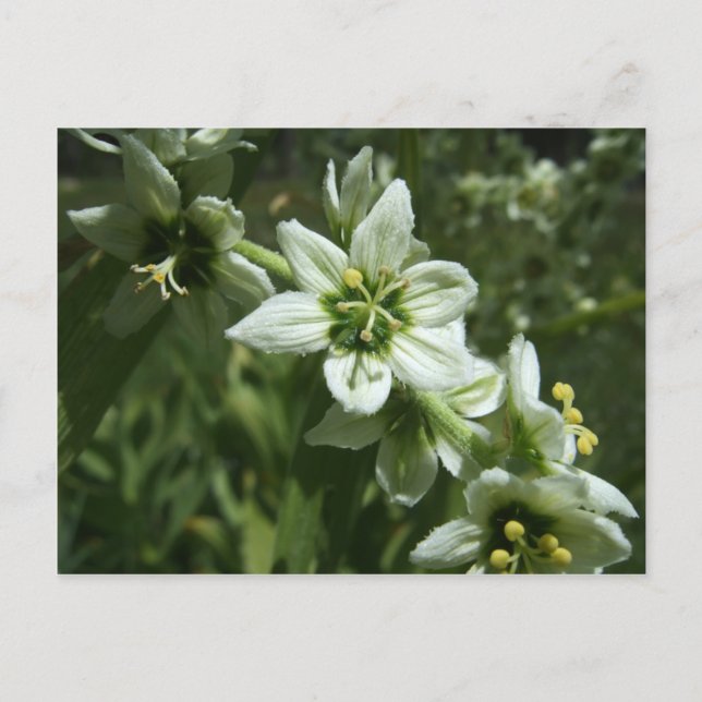 Corn Lily Postkarte (Vorderseite)