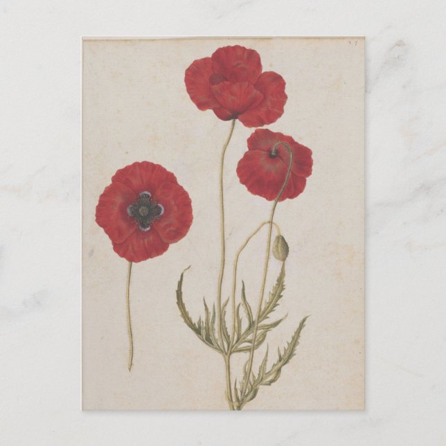 Corn Poppies von Jacques de Morgues Postkarte (Vorderseite)