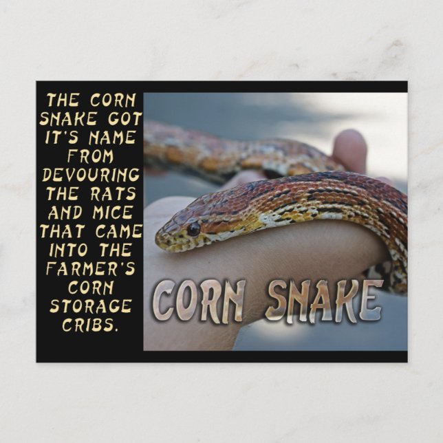 CORN SNAKE POSTKARTE (Vorderseite)