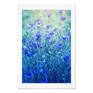 Cornblumen Fotodruck