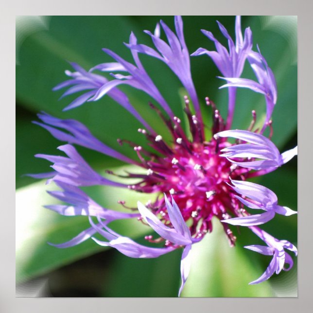 Cornblumen Poster Print (Vorne)