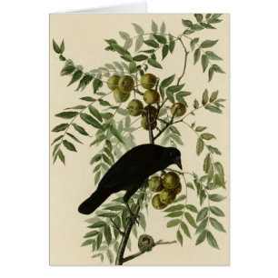 Corneille américaine