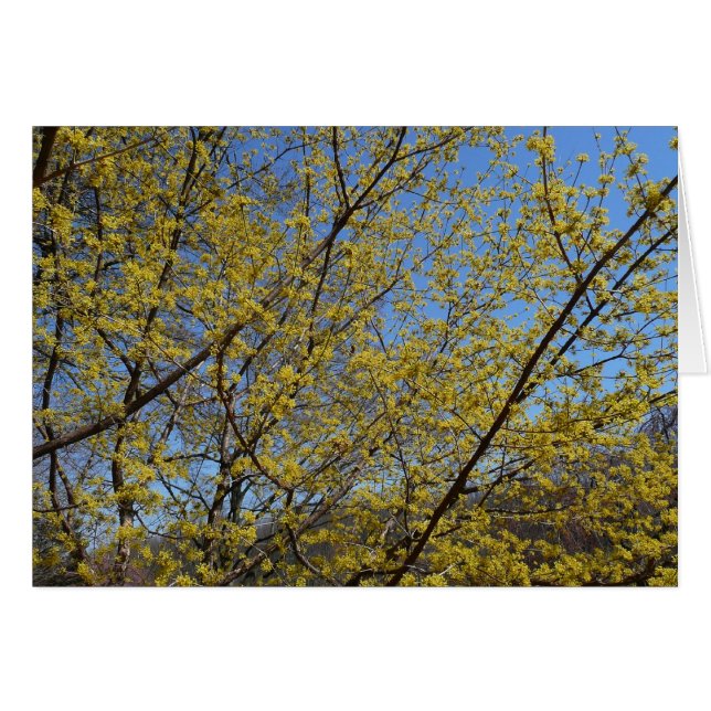 Cornelian Cherry Dogwood und Blue Sky Floral (Vorderseite (Horizontal))