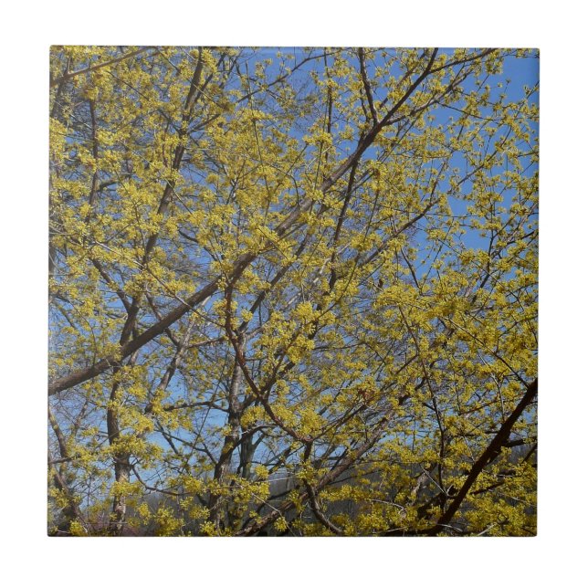 Cornelian Cherry Dogwood und Blue Sky Floral Fliese (Vorderseite)