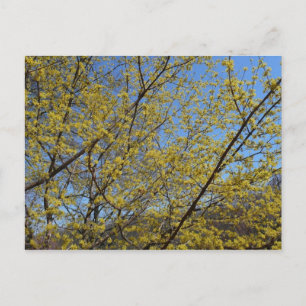 Cornelian Cherry Dogwood und Blue Sky Floral Postkarte