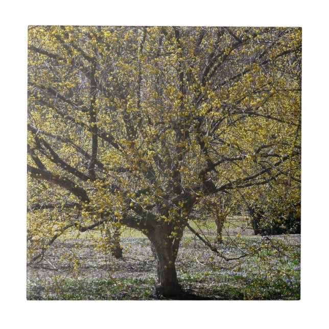 Cornelian Cherry Dogwood und Glory of the Snow Fliese (Vorderseite)