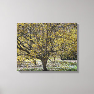 Cornelian Cherry Dogwood und Glory of the Snow Leinwanddruck