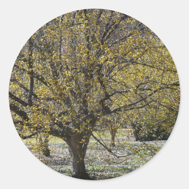 Cornelian Cherry Dogwood und Glory of the Snow Runder Aufkleber (Vorderseite)