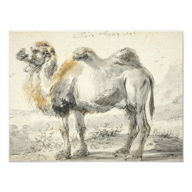 Cornelis Saftleven - A Camel Fotodruck (Vorne)