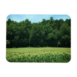 Cornfield in Rural North Carolina Poster Magnet
