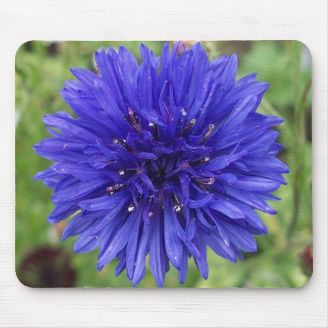 Cornflower-blauer Junge Mousepad (Vorne)