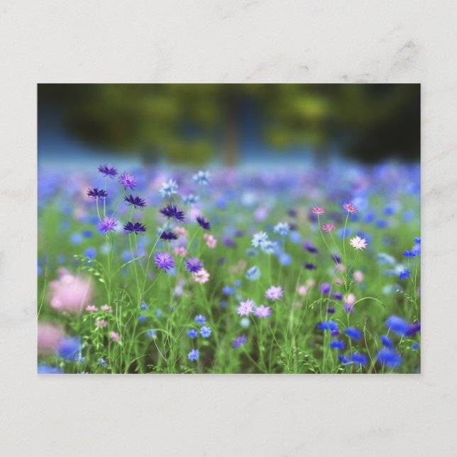 Cornflower Blue Postcard Postkarte (Vorderseite)