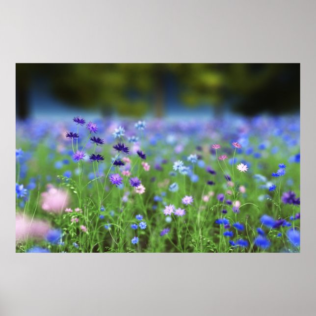 Cornflower Blue Print Poster (Vorne)