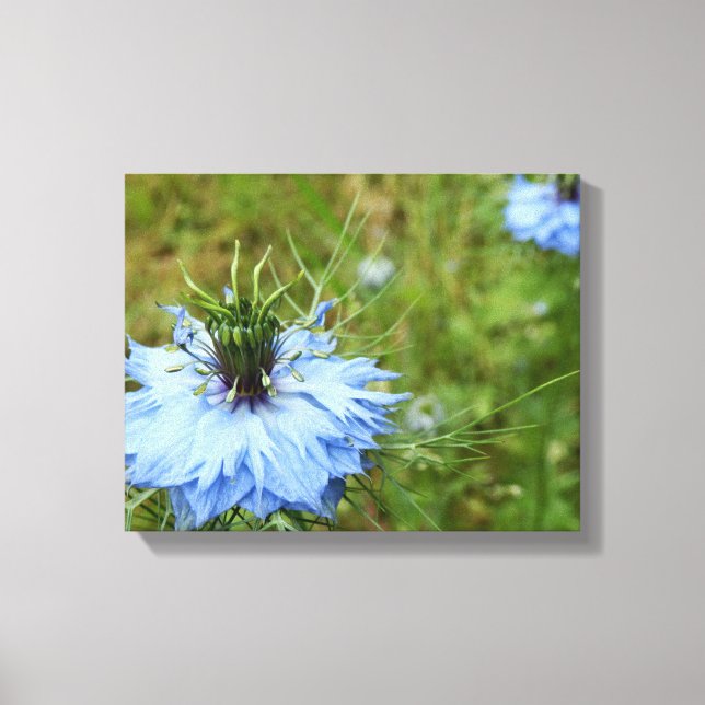 Cornflower Canvas Print Leinwanddruck (Vorderseite)