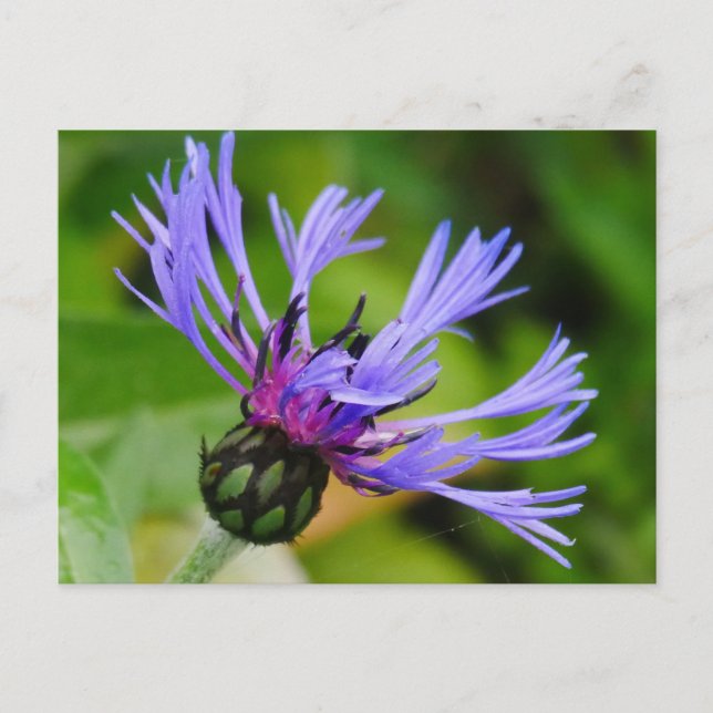 Cornflower Postcard Postkarte (Vorderseite)