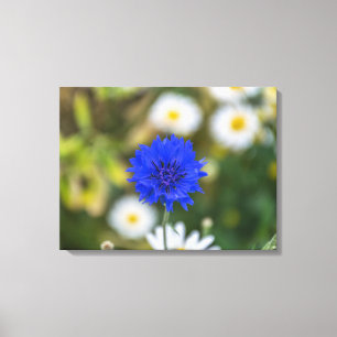 Cornflower-up nahe Leinwand