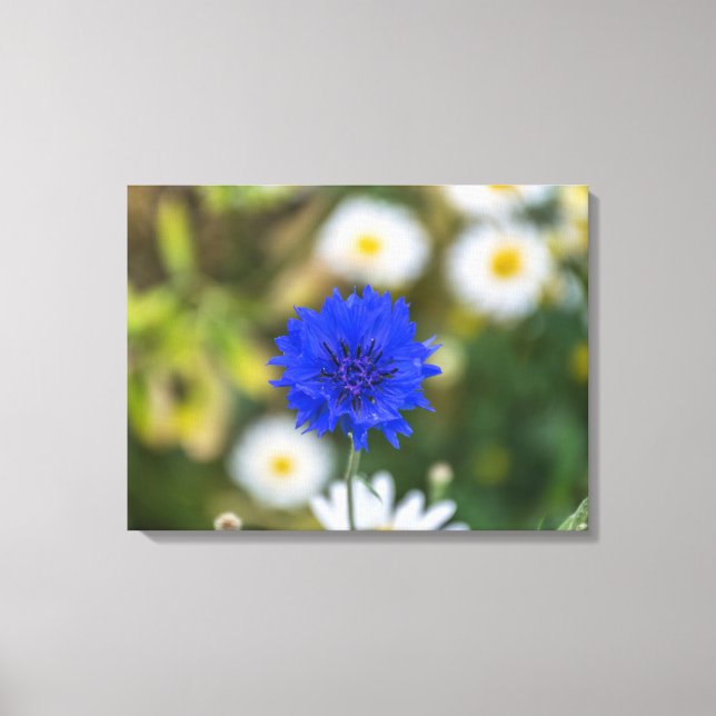 Cornflower-up nahe Leinwand (Vorderseite)