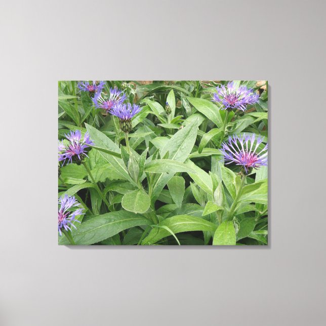 Cornflowers Canvas Print Leinwanddruck (Vorderseite)