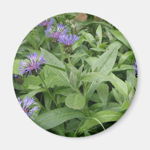 Cornflowers Magnet