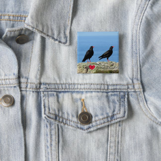 Cornisch Choughs (Palores) Pyrrhocorax pyrrhocorax Button