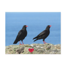 Cornisch Choughs (Palores) Pyrrhocorax pyrrhocorax
