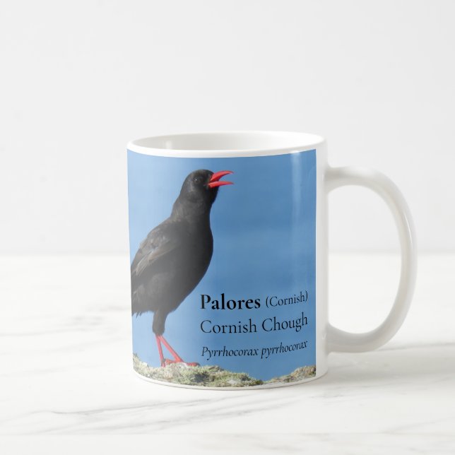 Cornisch Choughs (Palores) Pyrrhocorax pyrrhocorax Kaffeetasse (Rechts)