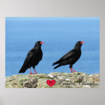 Cornisch Choughs (Palores) Pyrrhocorax pyrrhocorax