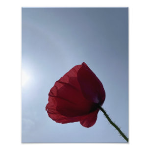 Cornisch roter Mohn mit grauem Himmel Fotodruck