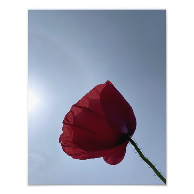 Cornisch roter Mohn mit grauem Himmel Fotodruck (Vorne)