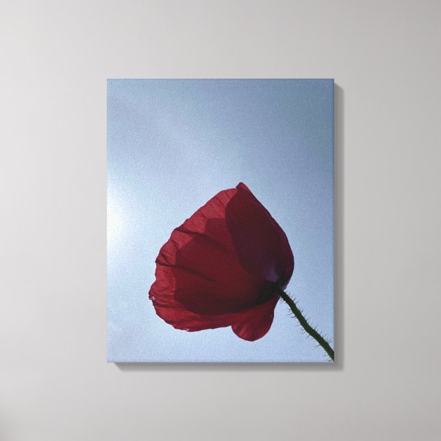 Cornisch roter Mohn mit grauem Himmel Leinwanddruck (Vorderseite)