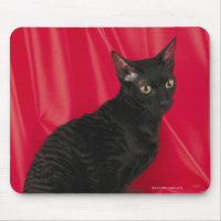 Cornish Rex Cat
