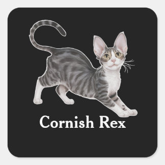 Cornish Rex Quadratischer Aufkleber