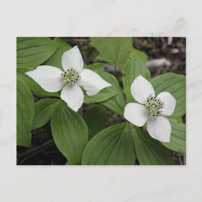 Cornouiller du Canada Postkarte (Vorderseite)