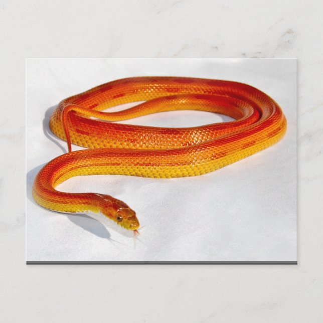 CornSnakeCorner Strippenschlange ... -Gestalted Postkarte (Vorderseite)
