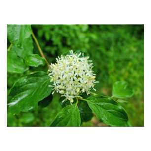 Cornus sanguinea fotodruck