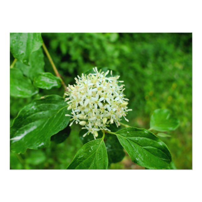 Cornus sanguinea fotodruck (Vorne)